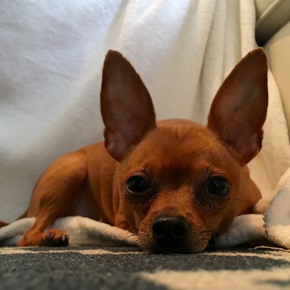 Meet your Posher, Kalie - Picture 2 of 3